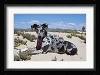 A Great Dane lying in the sand in Ventura, California Fine Art Print