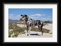 A Great Dane standing in sand at the Ventura Beach, California Fine Art Print