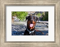 USA, California Rottweiler smiling Fine Art Print