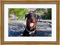 USA, California Rottweiler smiling Fine Art Print