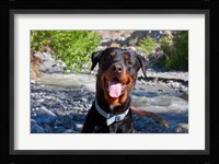 USA, California Rottweiler smiling Fine Art Print