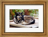 Alaskan Husky dog, Denali Park, Alaska, USA Fine Art Print