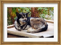 Alaskan Husky dog, Denali Park, Alaska, USA Fine Art Print