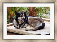 Alaskan Husky dog, Denali Park, Alaska, USA Fine Art Print