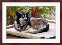 Alaskan Husky dog, Denali Park, Alaska, USA Fine Art Print