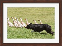 Purebred Border Collie dog herding ducks Fine Art Print