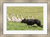 Purebred Border Collie dog herding ducks Fine Art Print