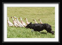 Purebred Border Collie dog herding ducks Fine Art Print