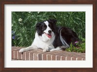 Purebred Border Collie dog lying on wall Fine Art Print