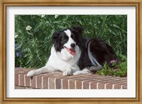 Purebred Border Collie dog lying on wall Fine Art Print