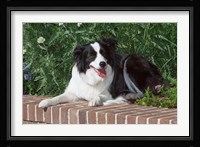 Purebred Border Collie dog lying on wall Fine Art Print