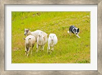 Colorado, Summit County, Border Collie dog Fine Art Print