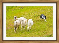 Colorado, Summit County, Border Collie dog Fine Art Print