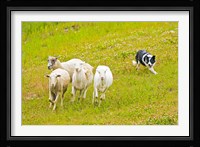 Colorado, Summit County, Border Collie dog Fine Art Print