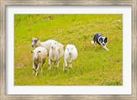 Colorado, Summit County, Border Collie dog Fine Art Print