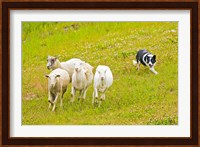 Colorado, Summit County, Border Collie dog Fine Art Print