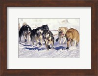 Iditarod Dog Sled Racing through Streets of Anchorage, Alaska, USA Fine Art Print