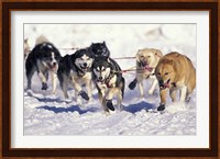 Iditarod Dog Sled Racing through Streets of Anchorage, Alaska, USA Fine Art Print