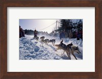 Sled Dog Team Starting Their Run on Mt Chocorua, New Hampshire, USA Fine Art Print