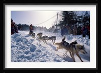 Sled Dog Team Starting Their Run on Mt Chocorua, New Hampshire, USA Fine Art Print