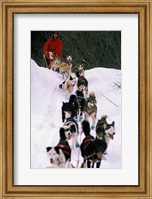 Dog Sled Racing in the 1991 Iditarod Sled Race, Alaska, USA Fine Art Print