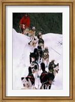 Dog Sled Racing in the 1991 Iditarod Sled Race, Alaska, USA Fine Art Print