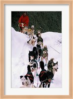 Dog Sled Racing in the 1991 Iditarod Sled Race, Alaska, USA Fine Art Print