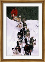 Dog Sled Racing in the 1991 Iditarod Sled Race, Alaska, USA Fine Art Print