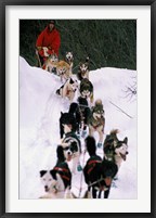 Dog Sled Racing in the 1991 Iditarod Sled Race, Alaska, USA Framed Print