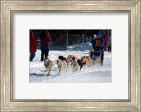 Sled Dog Team, New Hampshire, USA Fine Art Print