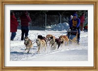 Sled Dog Team, New Hampshire, USA Fine Art Print