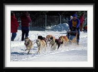Sled Dog Team, New Hampshire, USA Fine Art Print