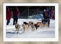 Sled Dog Team, New Hampshire, USA Fine Art Print