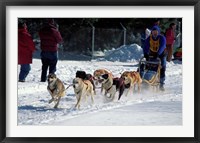 Sled Dog Team, New Hampshire, USA Fine Art Print
