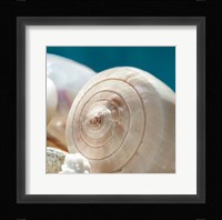 Shell Quartet Framed Print