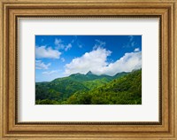 Puerto Rico, El Yunque National Forest, Rainforest Fine Art Print