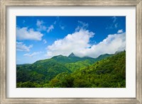 Puerto Rico, El Yunque National Forest, Rainforest Fine Art Print