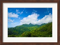 Puerto Rico, El Yunque National Forest, Rainforest Fine Art Print