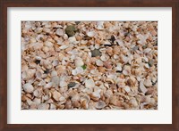 French West Indies, Shell Beach Detail of shell covered beach Fine Art Print