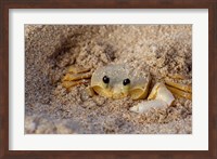 Emerald Beach Sand Crab, Lindergh Bay, St Thomas, US Virgin Islands, Caribbean Fine Art Print