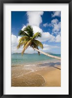Coconut Grove Beach, Cades Bay, St Kitts, Caribbean Fine Art Print