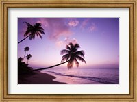 Palm Trees at Sunset, Coconut Grove Beach at Cade's Bay, Nevis, Caribbean Fine Art Print