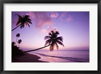 Palm Trees at Sunset, Coconut Grove Beach at Cade's Bay, Nevis, Caribbean Fine Art Print