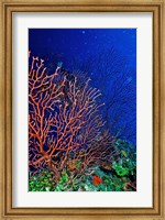Underwater, Bonaire, Netherlands Antilles Fine Art Print