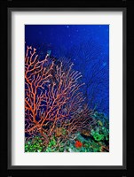 Underwater, Bonaire, Netherlands Antilles Fine Art Print