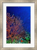 Underwater, Bonaire, Netherlands Antilles Fine Art Print