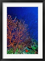 Underwater, Bonaire, Netherlands Antilles Fine Art Print