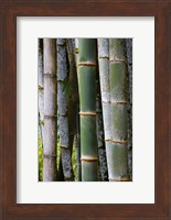 Bamboo, Jardin De Balata, Martinique, French Antilles, West Indies Fine Art Print