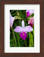 MARTINIQUE, West Indies Bamboo orchid, Balata Garden Fine Art Print