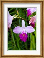 MARTINIQUE, West Indies Bamboo orchid, Balata Garden Fine Art Print